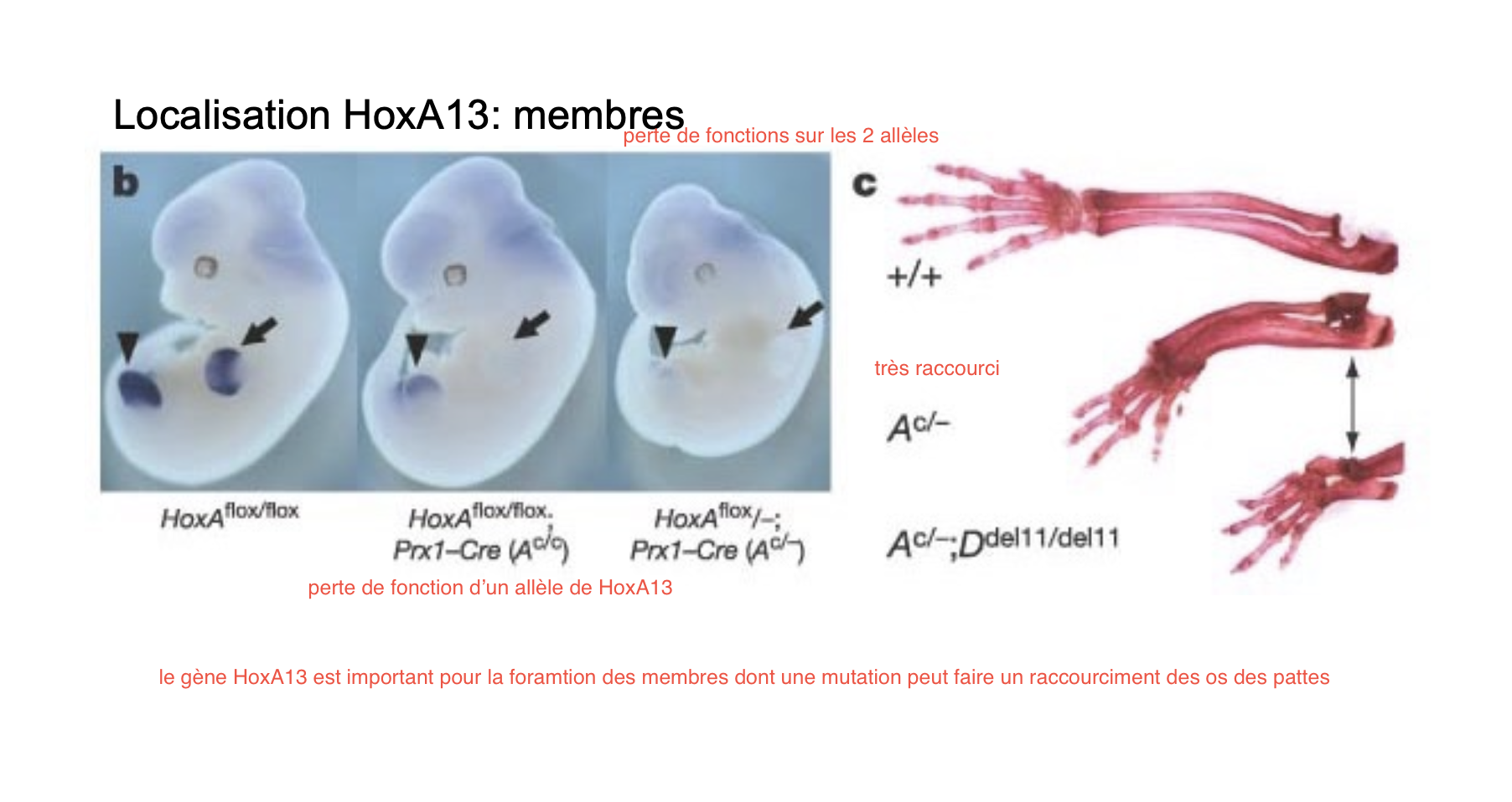 <p></p><p>Si un organisme a un allèle muté sur les 2 alors cela amène dans le cas de HoxA13 à un bras raccourci.</p><p>Si les 2 allèles sont mutés le bras est encore plus raccourcis et même dans certains cas, les doigts ne sont pas formés.</p>