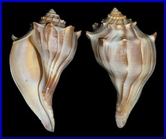 <p>What is the scientific name of the Knobbed Whelk?</p>