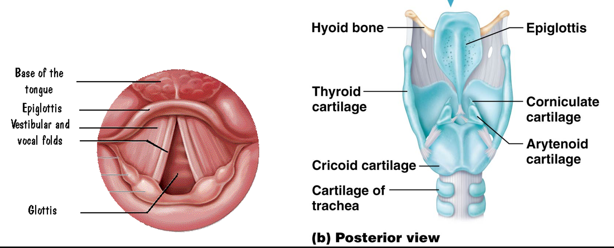 <p>Unpaired, leaf-shaped flap of elastic cartilage found posteriorly to the thyroid cartilage.</p><ul><li><p>Base attached to the posterior side of the thyroid cartilage</p></li><li><p>Superior free edge is not attached to surroundings</p><ul><li><p>Free superior edge usually stands upright</p></li><li><p>Creates an opening called the glottis</p><ul><li><p>Closes off when swallowing to allow food into the esophagus </p></li><li><p>Opens when breathing to allow air into the trachea</p></li></ul></li></ul></li></ul><p></p>