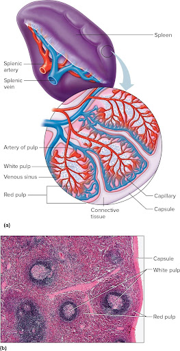 <p>In the <strong>upper left abdominal cavity</strong>, beneath the diaphragm and behind the stomach.</p>