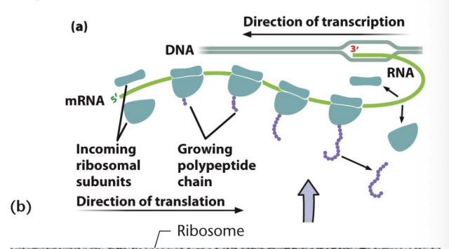 <ul><li><p>mRNAs with several ribosomes translating at once </p></li><li><p> As mRNA passes through ribosome, its free to associate with another small subunit</p></li></ul><p></p>