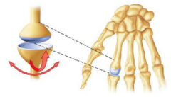 <p>biaxial movement, flexion + extension, adduction + abduction</p>
