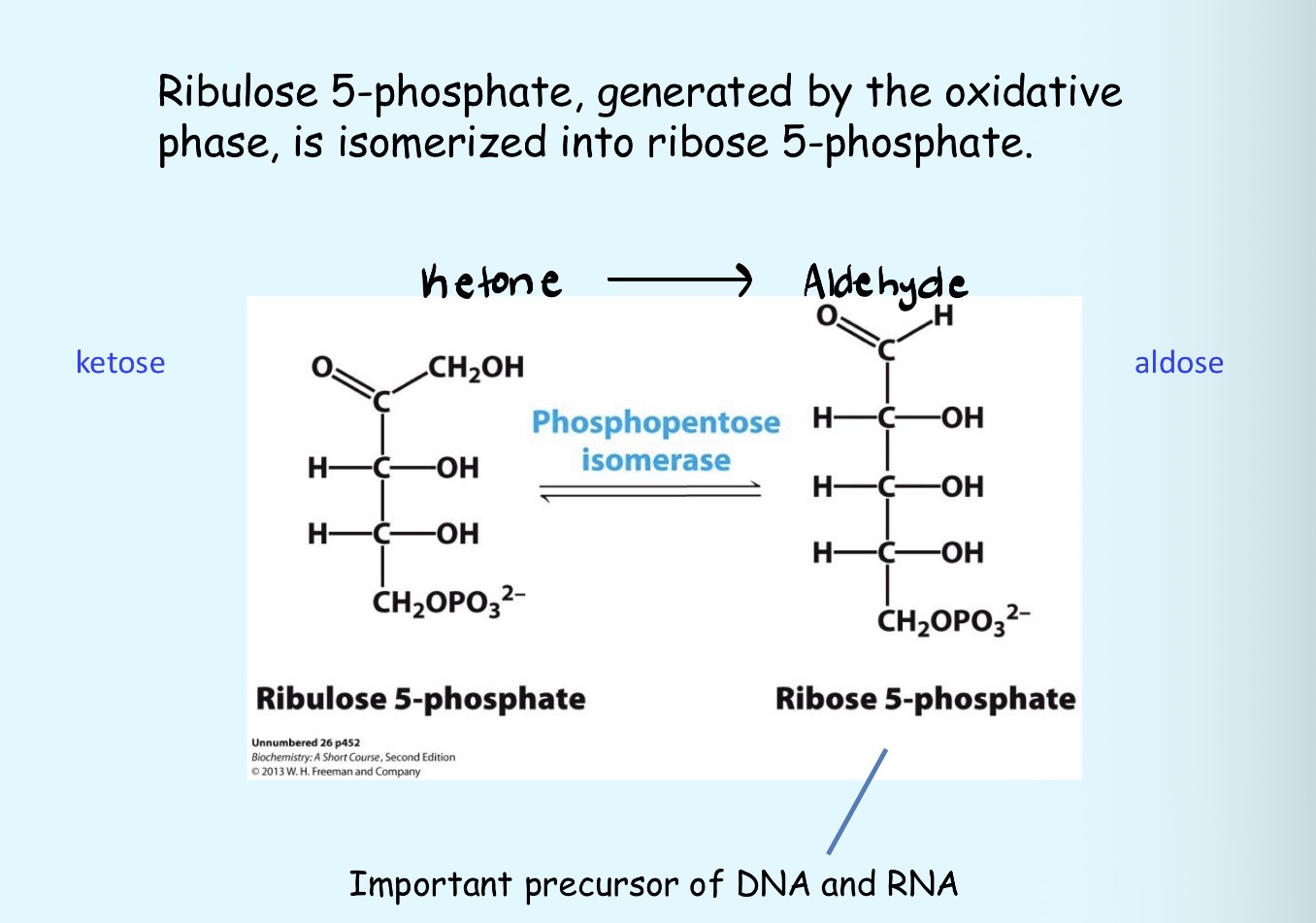 <p>Isomerized into a ribose-5-phosphate</p><p>→Ketone to a Aldehyde</p>