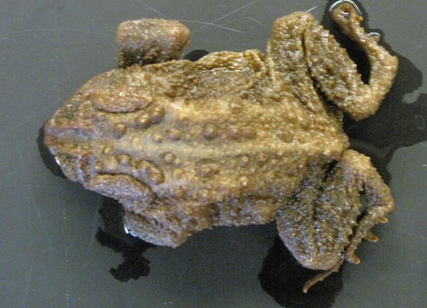 <p>Common name, Family, Scientific Name?</p>