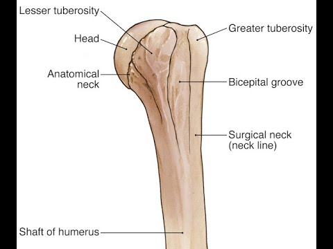 <p>A tubercle is a small rounded projection on a bone. Example: greater and lesser tubercles of the humerus.</p>
