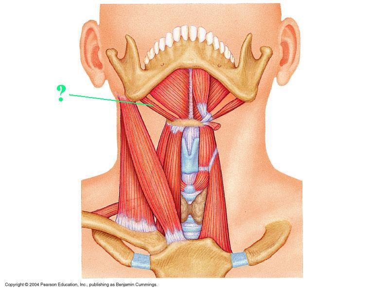 <p>Identify the indicated muscle</p>