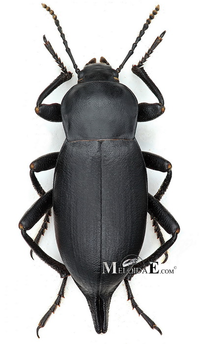 <p></p><p>rad:</p><p>druh:</p>