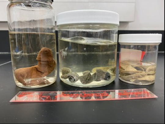 <p>What phylum do these belong to?</p>