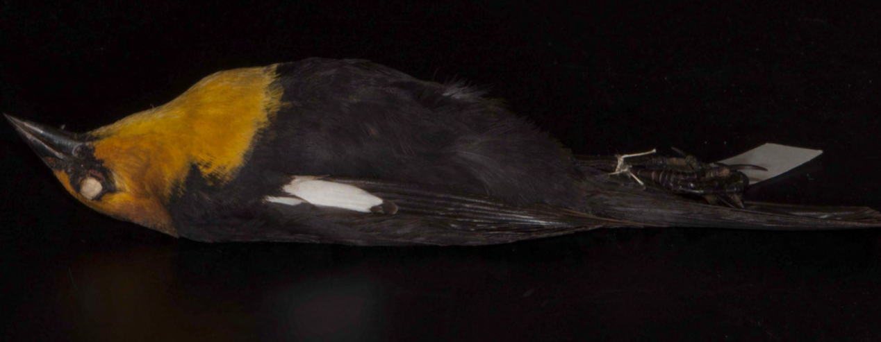 <p>Yellow-headed Blackbird</p>