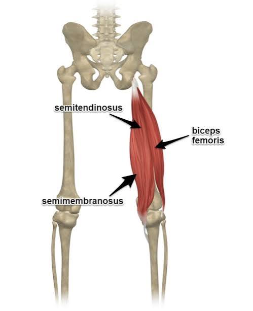 <p>Hamstrings</p>