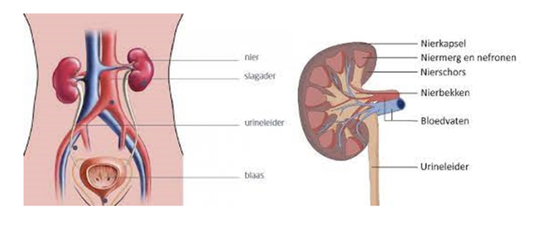 <ul><li><p>perenaal: probleem voor nier (nierarterie, arteriële)</p></li><li><p>renaal: probleem in glomerulus, tubuli of interstitium</p></li><li><p>postregaal: obstructie in urinewegen</p></li></ul><p></p>