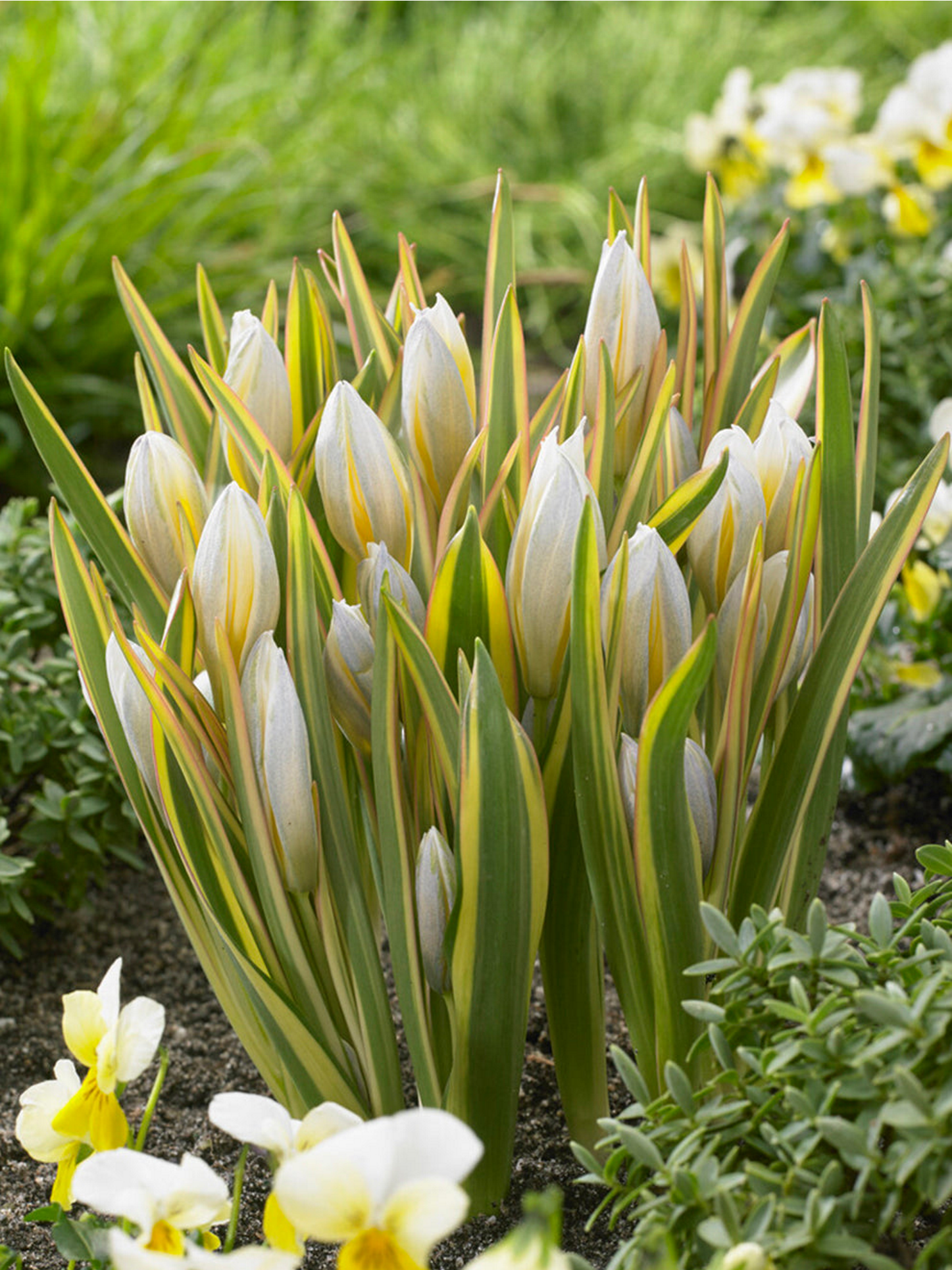 <p>Tulipa tarda - Flocktulpan</p>