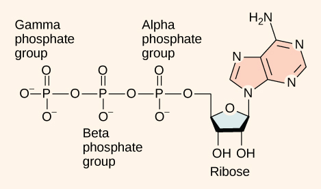 <p><span style="font-size: calc(var(--scale-factor)*40.37px);">Adenosine Triphosphate</span></p><p><br></p>
