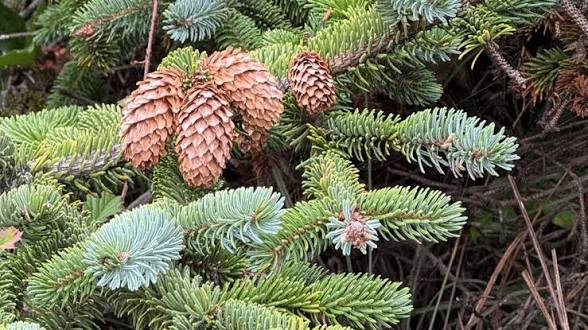 <p>Picea sitchensis </p>