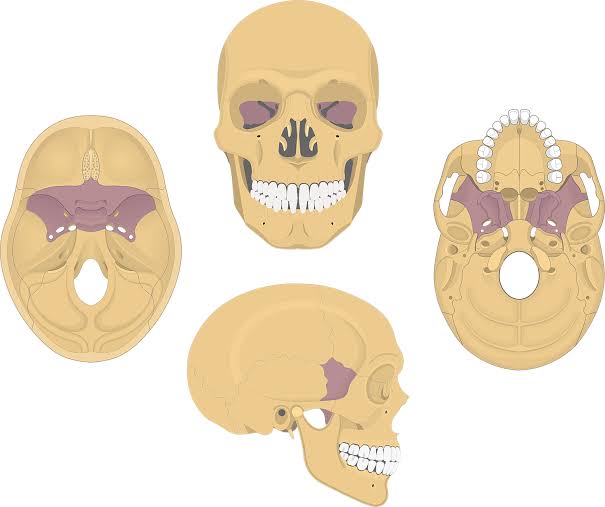 Which bone is this?