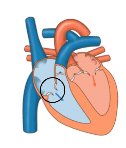 <p>tricuspid valve</p>