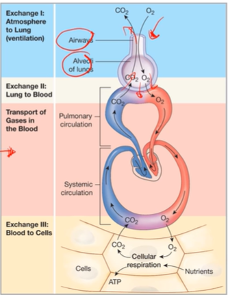 <p>What are the 4 integrated processes of external respiration</p>