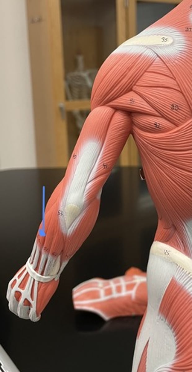 <p>extensor digitorum</p><p>origin:</p><p>insertion:</p><p>action:</p>