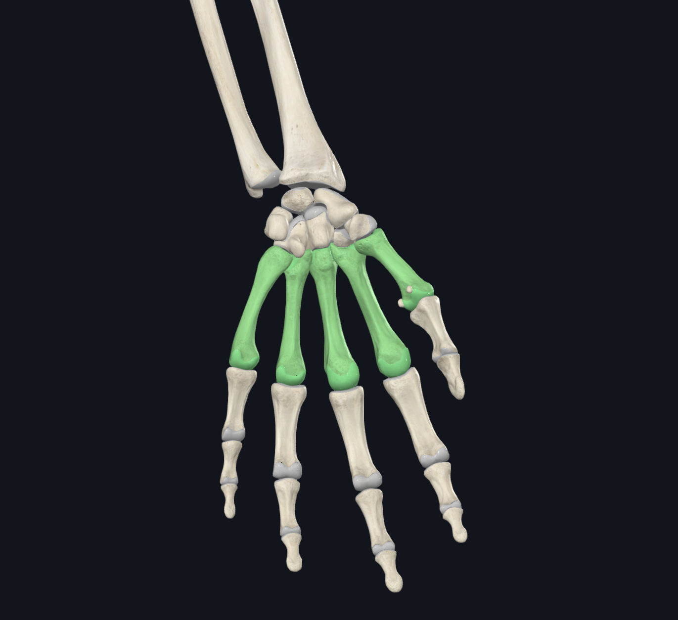 <p>What are these bones?</p>