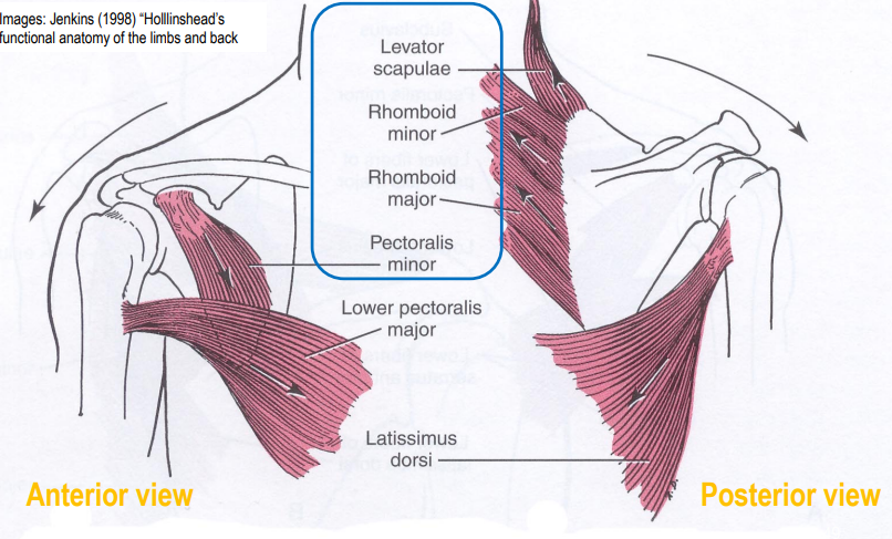 <ul><li><p>levator scapulae</p></li><li><p>rhomboid minor</p></li><li><p>rhomboid major</p></li><li><p>pectoralis minor</p></li></ul><p></p>