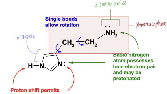 <ul><li><p>imidazole ring (basic, pKa 5.8)</p></li><li><p>aliphatic primary ring (basic, pKa 9.4)</p></li><li><p>single bonds in side side chain allow free rotation </p></li></ul><p></p>