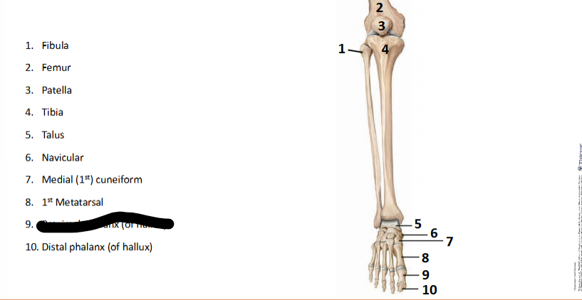 <p>What bone landmark is this within the <strong>Lower-Appendicular Skeleton? (Leg - Foot)</strong></p>