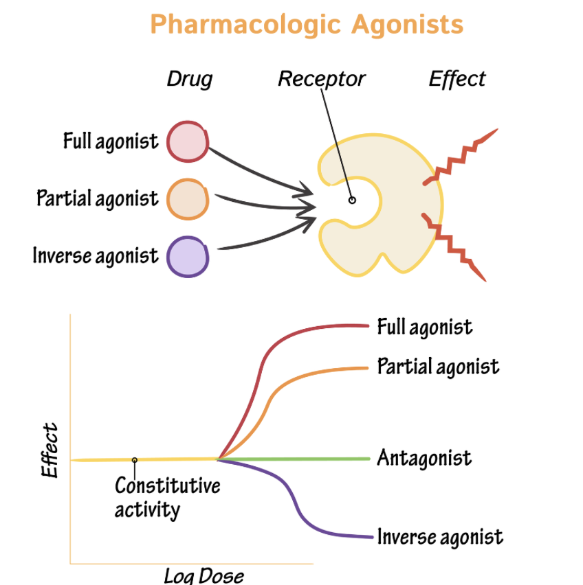 <p>Antagonist </p>