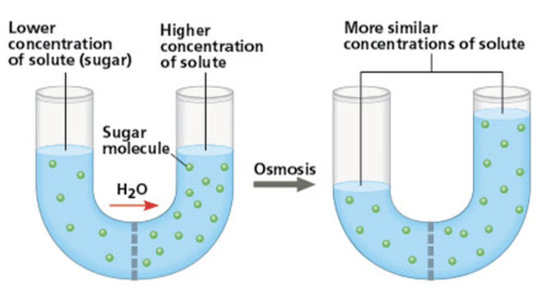 <p><span>If the pores in the selectively permeable membrane became larger, but still not large enough to let the sugar pass through, what would happen during osmosis in the U-shaped tube compared to what is shown in the figure?</span></p>