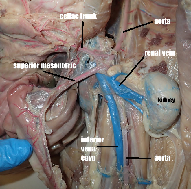 <p>Part of the vena cava that connects to the kidneys</p>