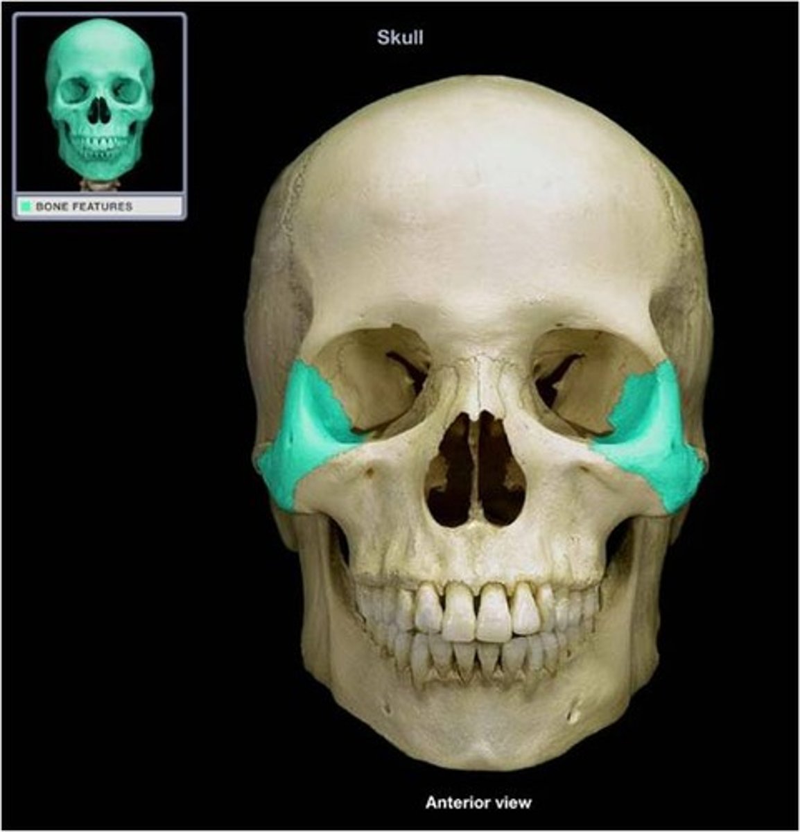 <p>cheek bone</p>