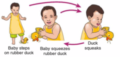 <p>Stages 5 & 6</p><p>active exploration and experimentation. Infants explore a range of new activities, varying their responses as a way of learning about the world.</p><p>imagination</p>