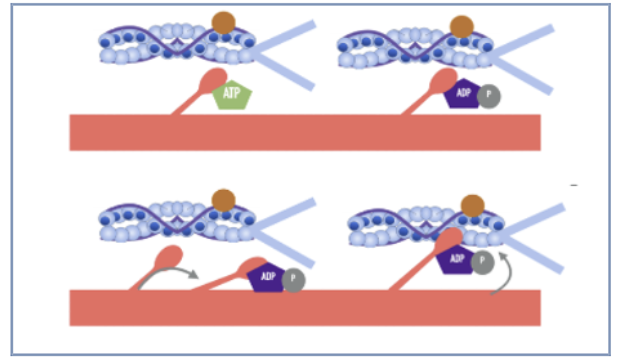 <p>step 9</p>