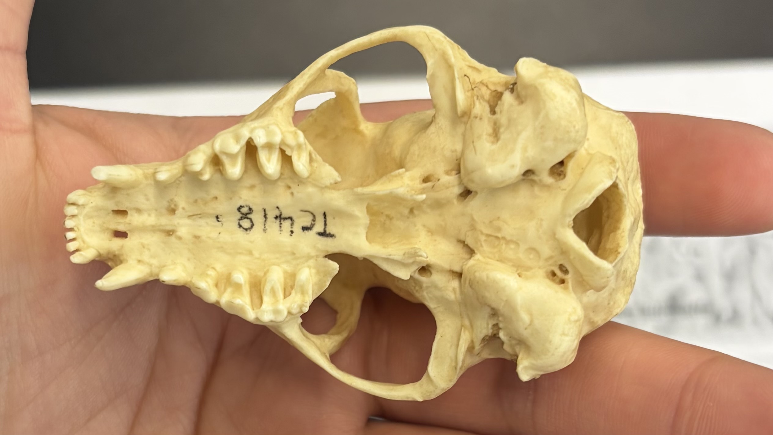 <ul><li><p>Carnivora</p><ul><li><p>Feliformia</p><ul><li><p>Herpestidae</p></li><li><p>Africa, Asia, and S. Europe</p></li><li><p>Carnivores</p></li></ul></li></ul></li></ul><p></p>