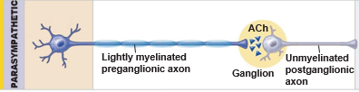 <p>long preganglionic and short post ganglionic because ganglion is in or near effector organs (so long trip before ganglion and short trip after ganglion)</p>