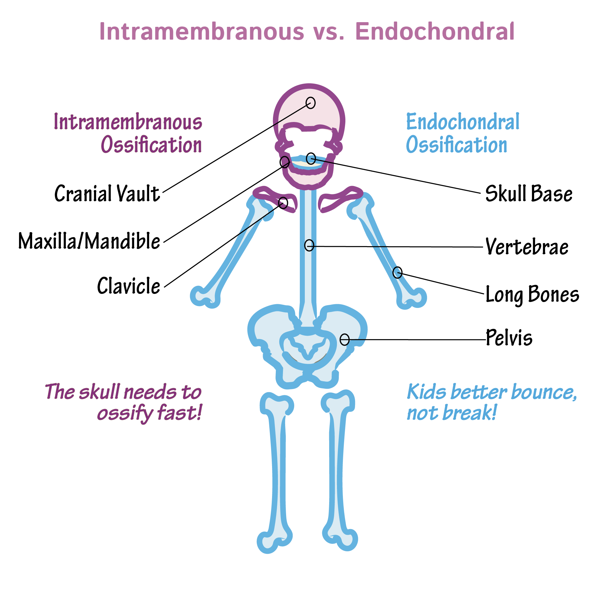<p>Intramembranous ossification</p>