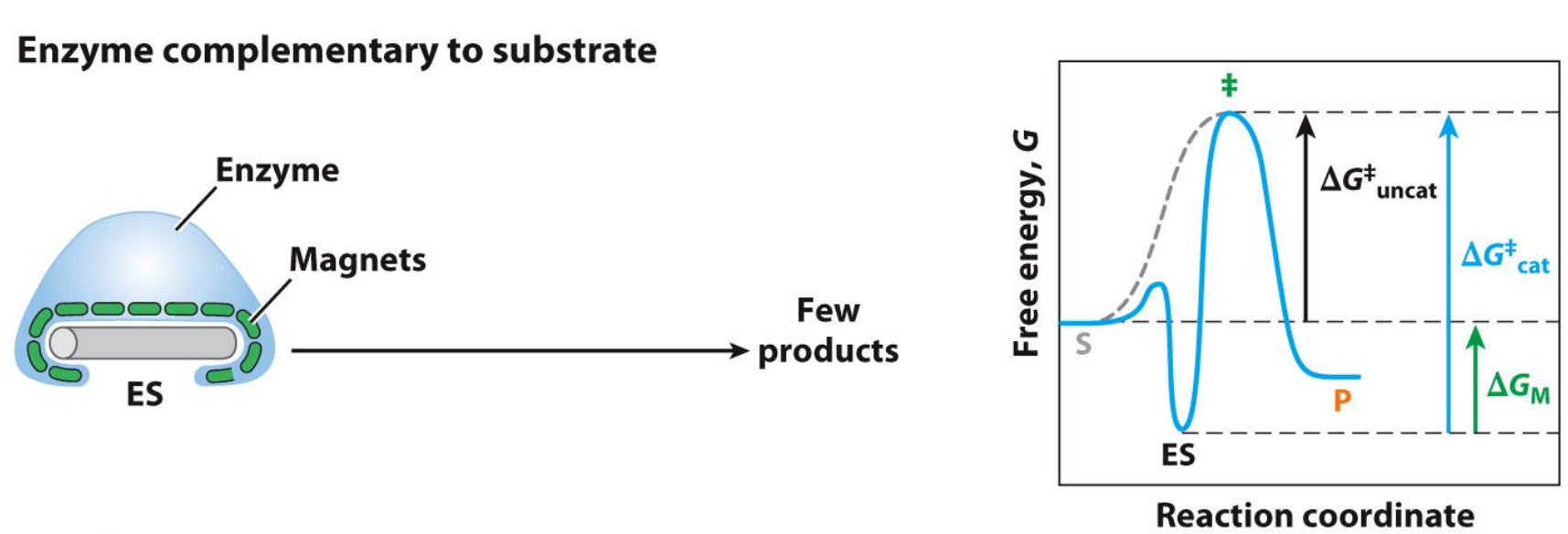 <p>Modelling Catalysed and Uncat reactions on graphs - Stickase </p>
