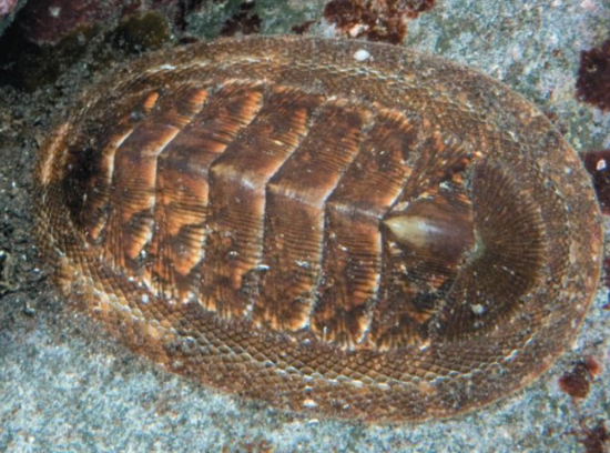 <p>use radula to eat algae, use foot as suction, protected by 8 dorsal plates</p>