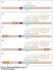 <p>DNA sequences that bind activator proteins to stimulate transcription from a distance.</p>