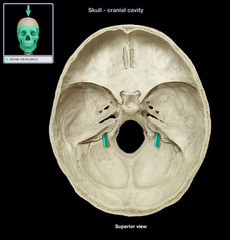 <p>exit for internal jugular vein, glossopharyngeal nerve, vagus nerve</p>