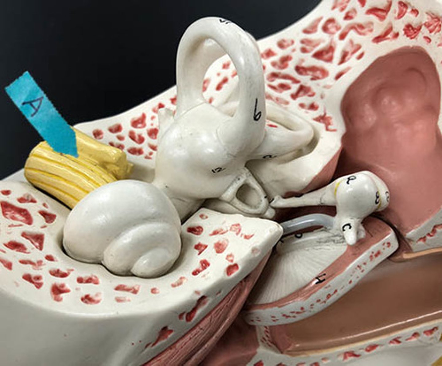 <p>Identify the name and number of this cranial nerve.</p>