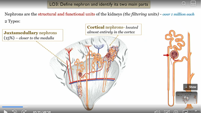 <p>the structural and functional units of the kidneys (filtering units)</p><p></p><p>can be juxtamedullary or cortical</p>