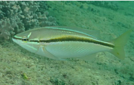<p>FISHES (Class Actinopterygii) WESTERN BUTTERFISH </p>