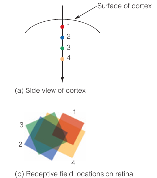 <p>What do location columns in the striate cortex represent?</p>