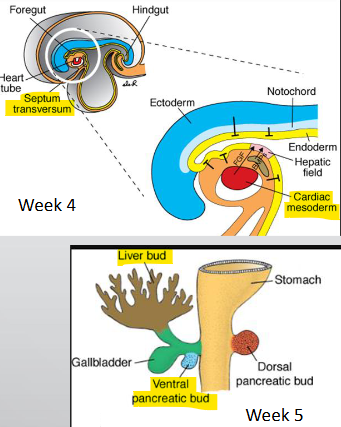 <ul><li><p>cranial liver bud, caudal ventral pancreatic bud, GB</p></li><li><p>induced via <strong>BMP (</strong>from septum transversum) + <strong>FGF2 </strong>(from cardiac mesoderm)</p></li></ul><p></p>
