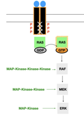 <p>1. RTKs are dimerized → form SH2 domain</p><p>2. RAS (inactive, GDP bound) binds to this SH2 domain → GDP is switched out for GTP → RAS activated</p><p>3. RAS starts off complex pathway: RAS → RAF → MEK → ERK</p><p>4. Complex pathway AMPLIFIES initial signal </p><p>All enzymes in pathway are MAP-Kinases (n-1)</p>
