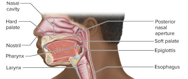 <p>upper respiratory tract</p>