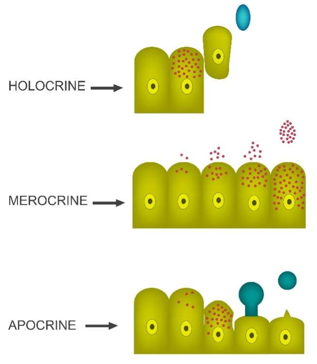<p><span>Gland cell bursts when a cell is packed with secretion; stem cells go through cell division to replace lost cells.</span></p>