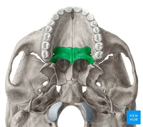 <p>What bone is this? </p>