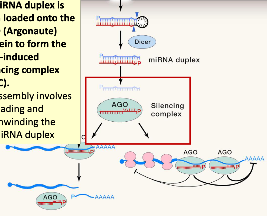 <p>miRNA duplex is then loaded onto the AGO (Argonaute) protein to form the RNA-induced silencing complex (RISC)</p><ul><li><p>assembly involves loading and unwinding the miRNA duplex</p></li></ul><p></p>