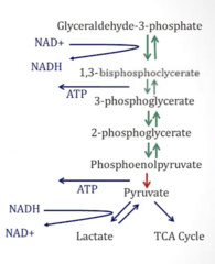 <p>- Starts with 2x Glyceraldehyde-3-Phosphate → ends in pyruvate</p>